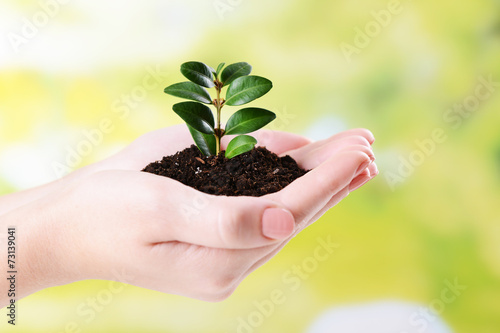 Plant in hands on bright background