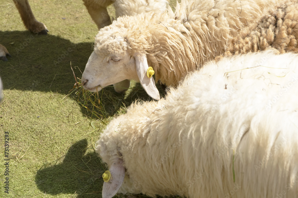 Naklejka premium SHEEPS