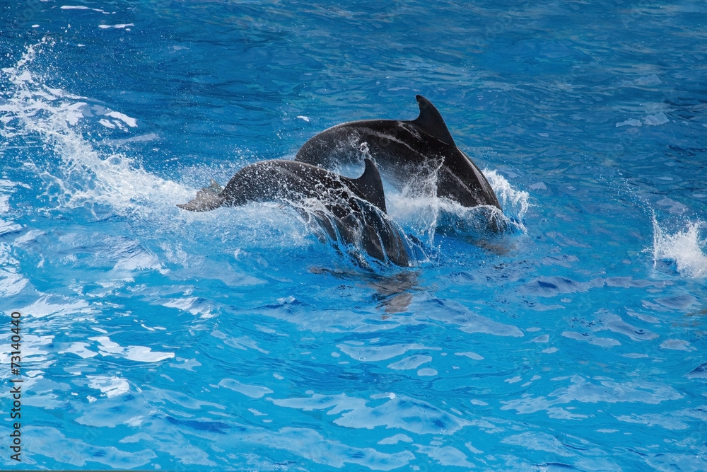 Fototapeta premium grey dolphins jumping in blue water