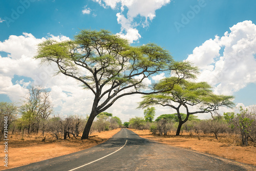 African landscape with empty road and trees in Zimbabwe - On the photo