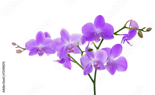 large branch with light lilac orchid flowers