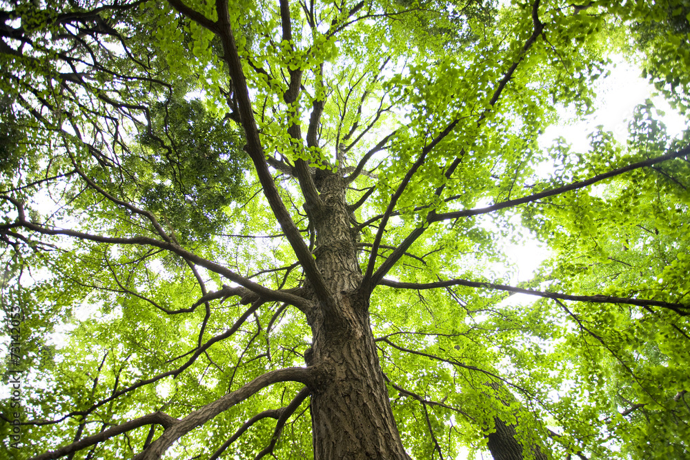 Obraz premium 新緑のイチョウの木