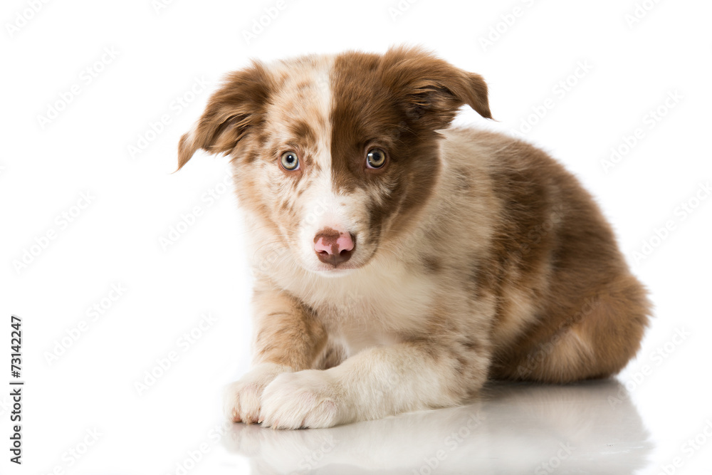 Border Collie Welpe Border Collie Welpe
