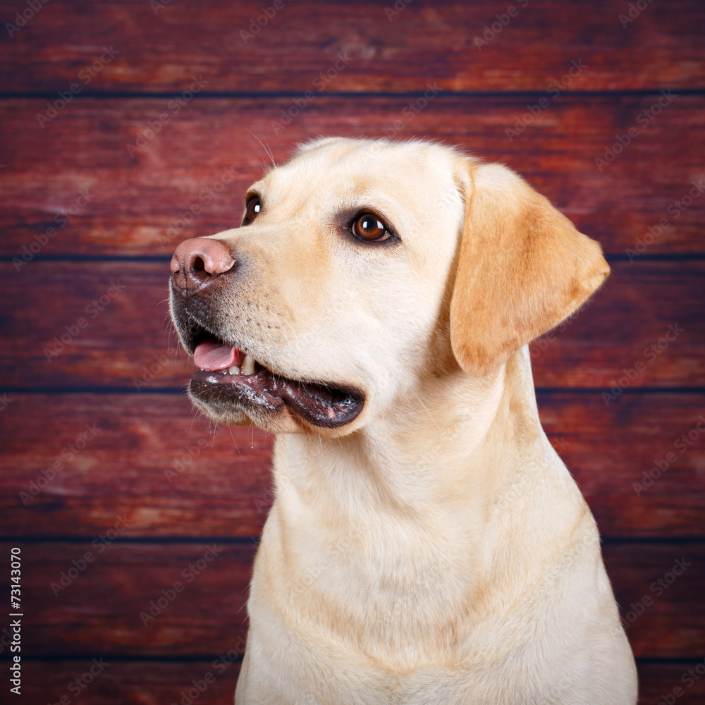 labrador retriever dog