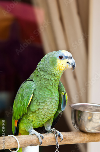 Gelbwangenamazone (Amazona autumnalis) photo