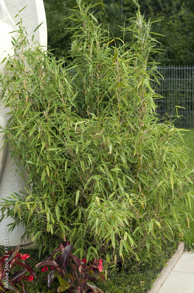 Fototapeta premium Bambus, Grabbepflanzung; Randbepflanzung,