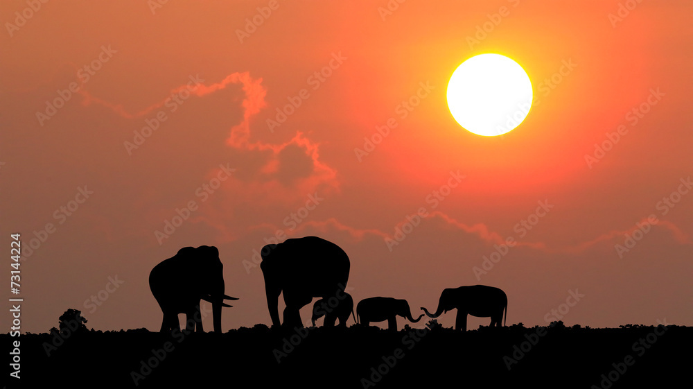 Fototapeta premium Silhouette elephant over sunset.