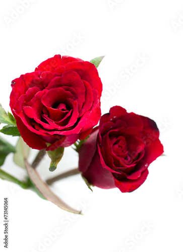 Red rose on white background