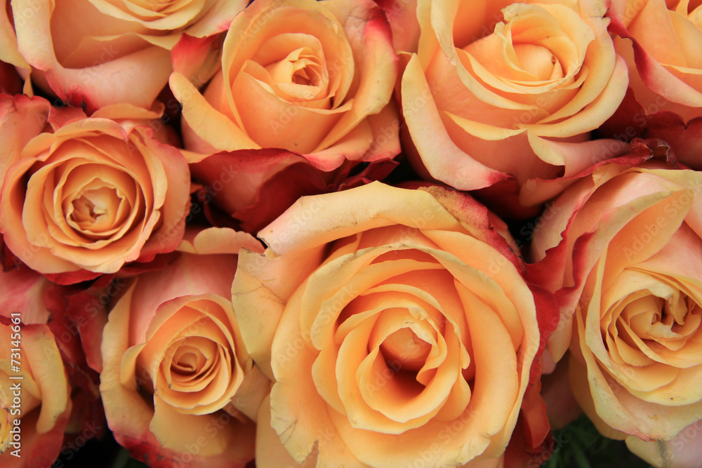 Multicolored wedding roses Multicolored wedding roses