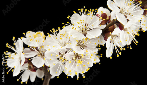 flowers of apricot