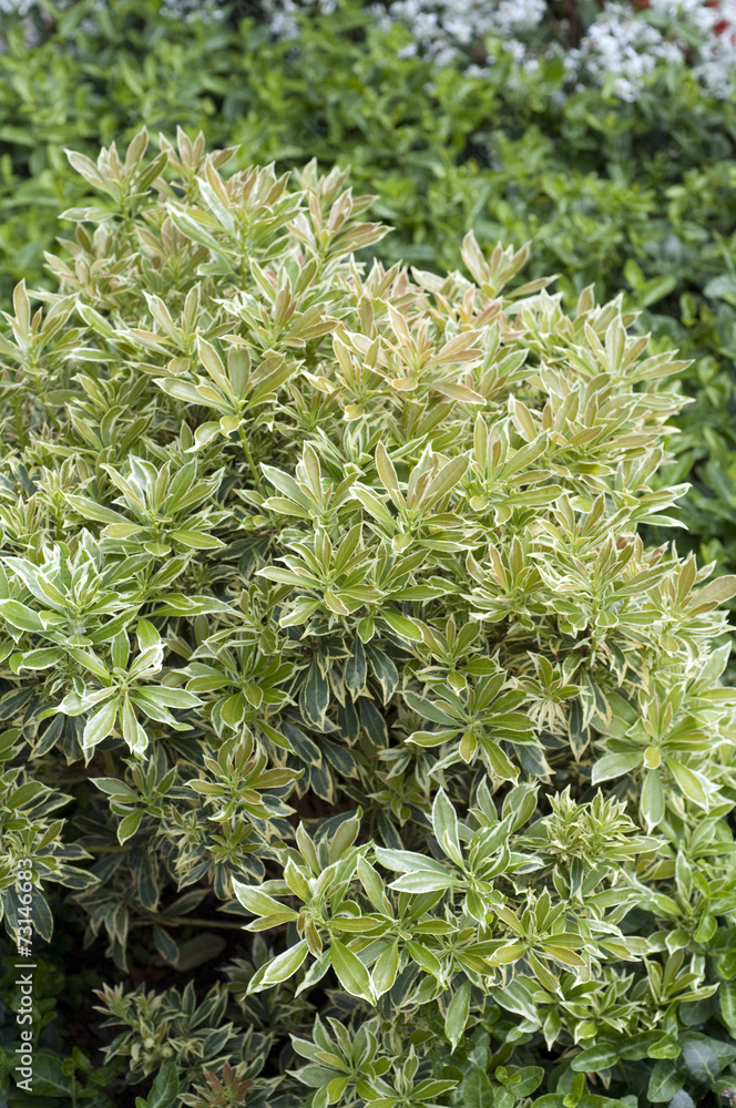 Pieris Japonica Variegata" Images  Browse 7 Stock Photos, Vectors, and  Video | Adobe Stock