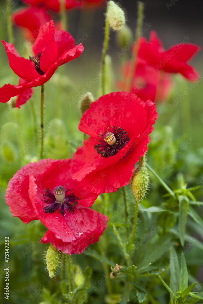 Fototapeta premium flower of poppy