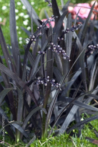 Schwarzer, Schlangenbart, Ophiopogon planiscapus, photo