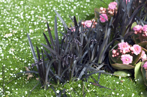 Schwarzer, Schlangenbart, Ophiopogon planiscapus, photo