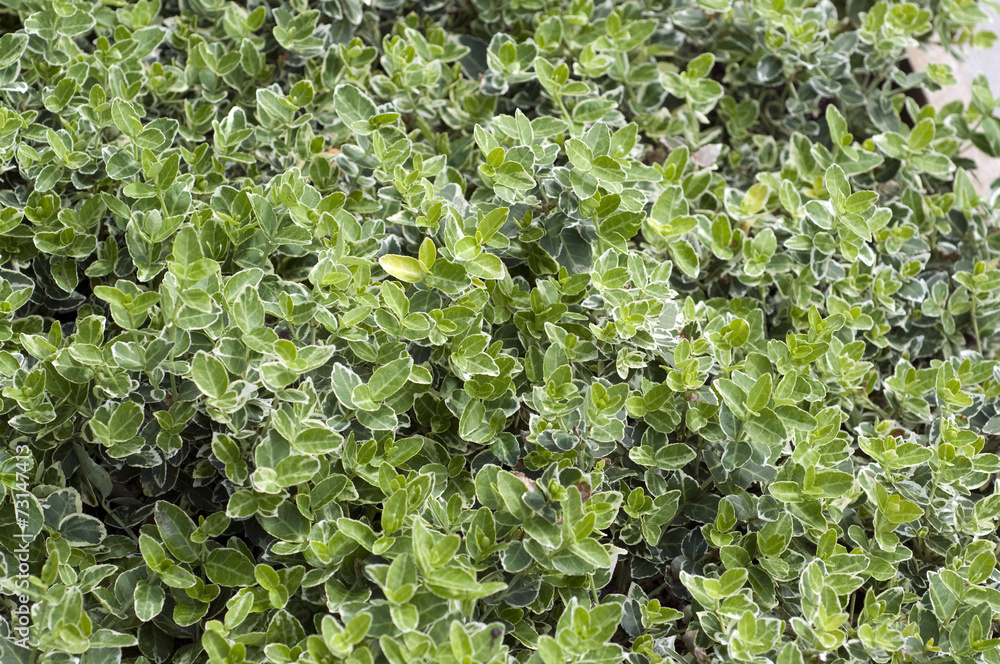 Spindelstrauch, Euonymus, fortunei, Emeralds, gariety, Spindelstrauch, Euonymus, fortunei, Emeralds, gariety,