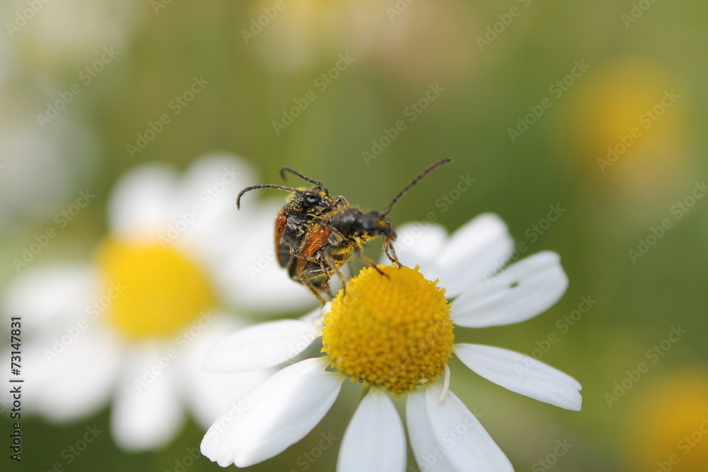 Käfer Männchen und Weibchen bei der Paarung Käfer Männchen und Weibchen bei der Paarung