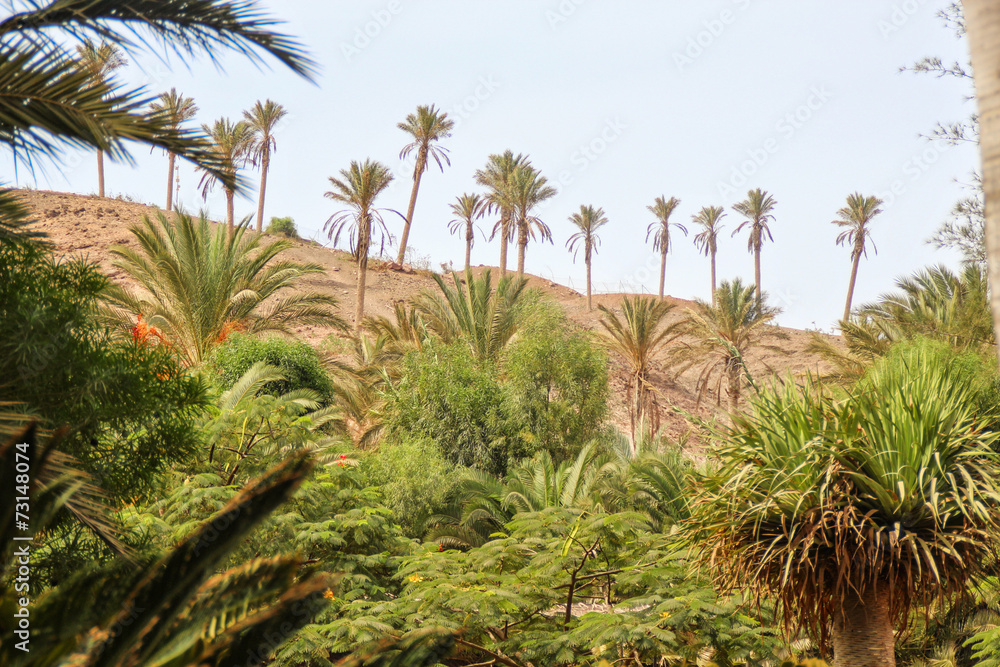 végétation fuerteventura végétation fuerteventura
