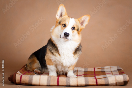 Tablou pe pânză Welsh Corgi Pembroke dog