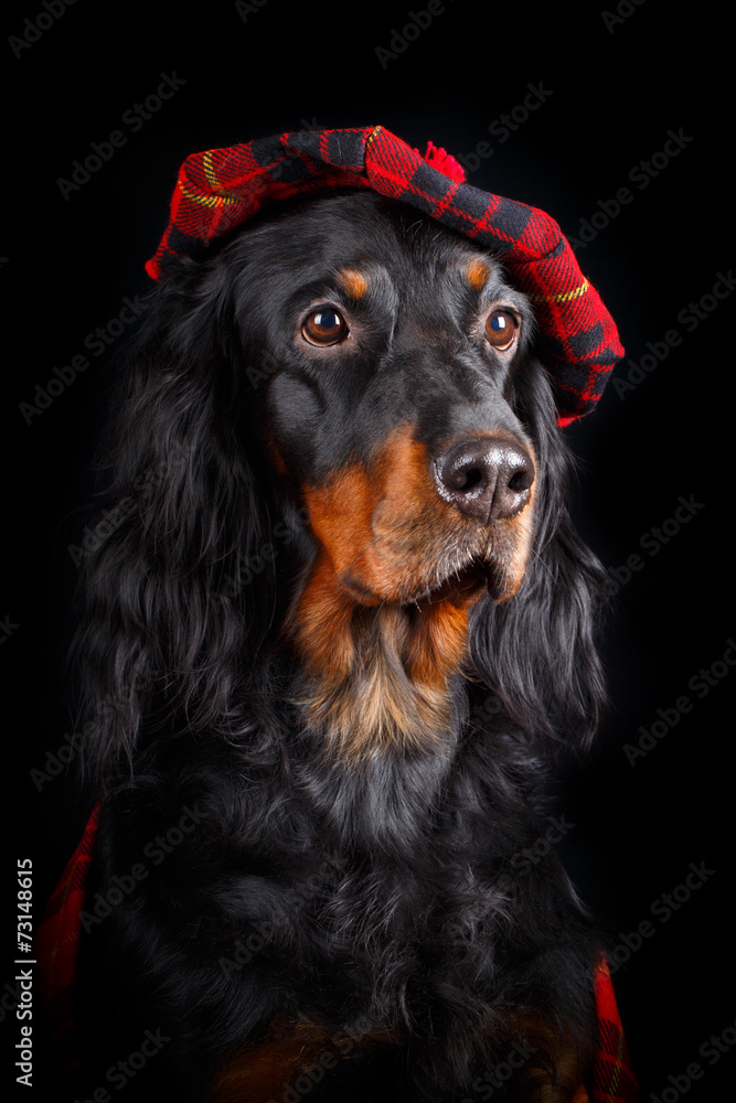setter gordon dog setter gordon dog
