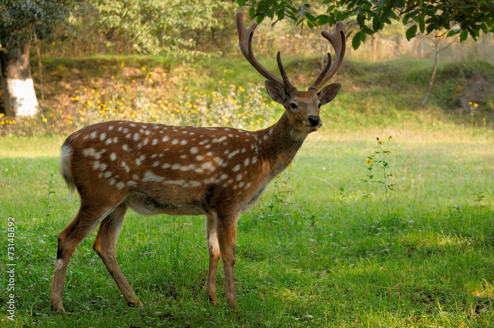 Obraz premium Spotted deer.