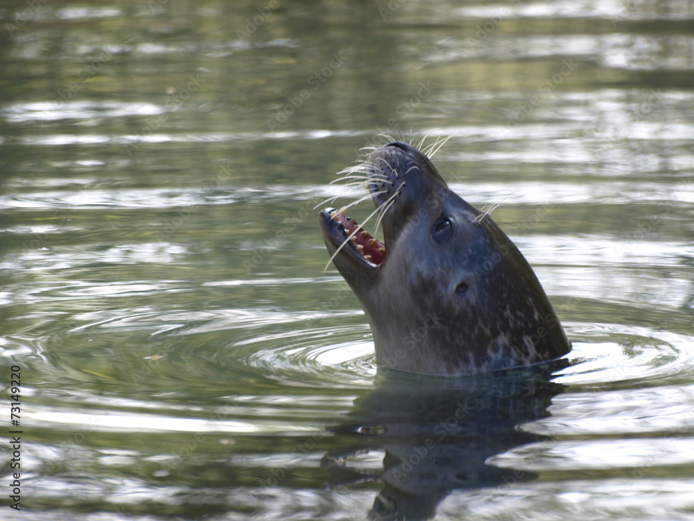 Fototapeta premium Seehund