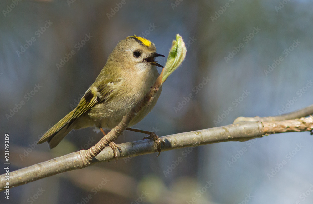 Obraz premium Singing goldcrest on the branch 