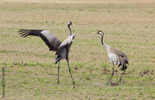 Common cranes 