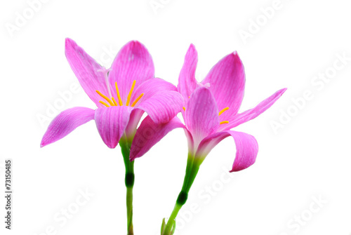 rain lily pink flowers © toeytoey