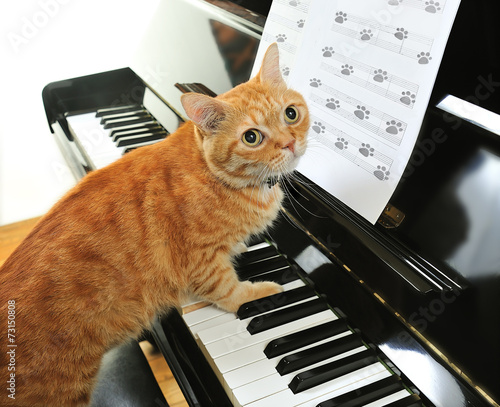 A yellow cute cat playing the piano