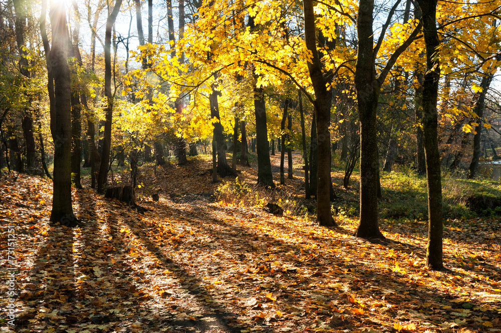 Obraz premium Golden autumn