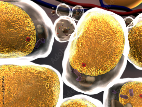 fat cell, cholesterol