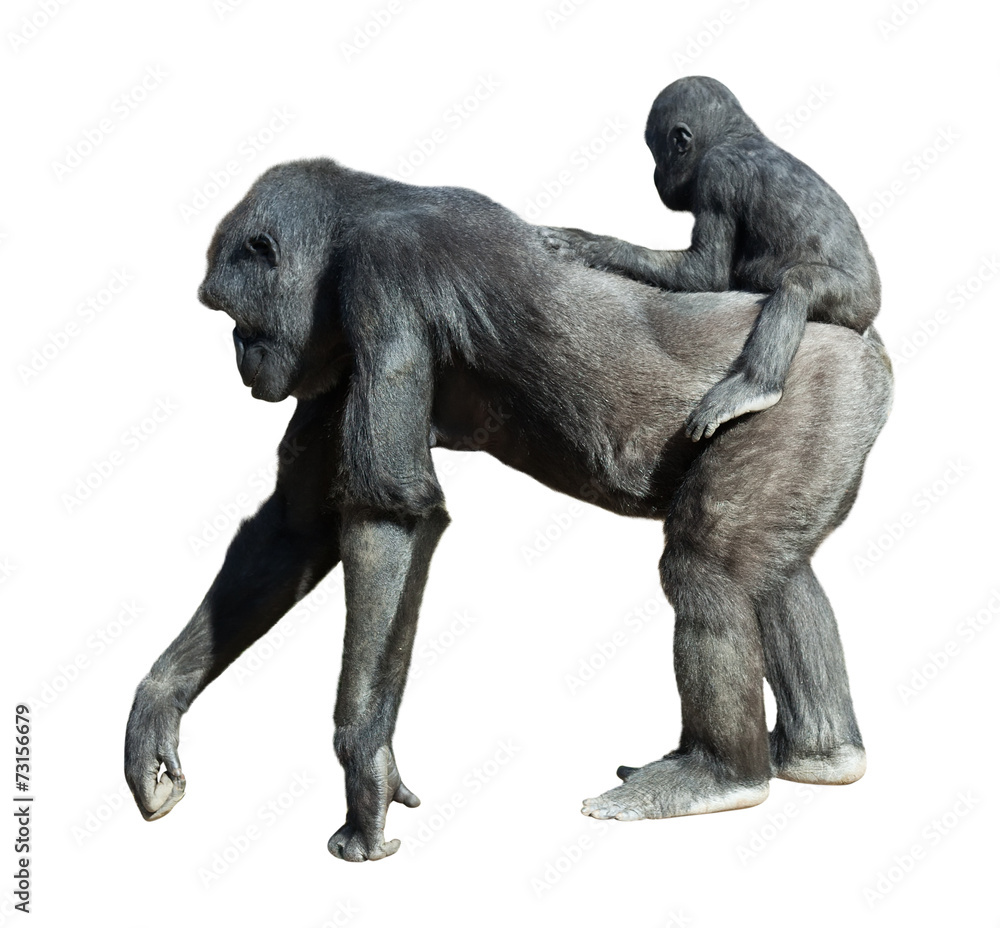 Obraz premium gorilla with baby. Isolated over white