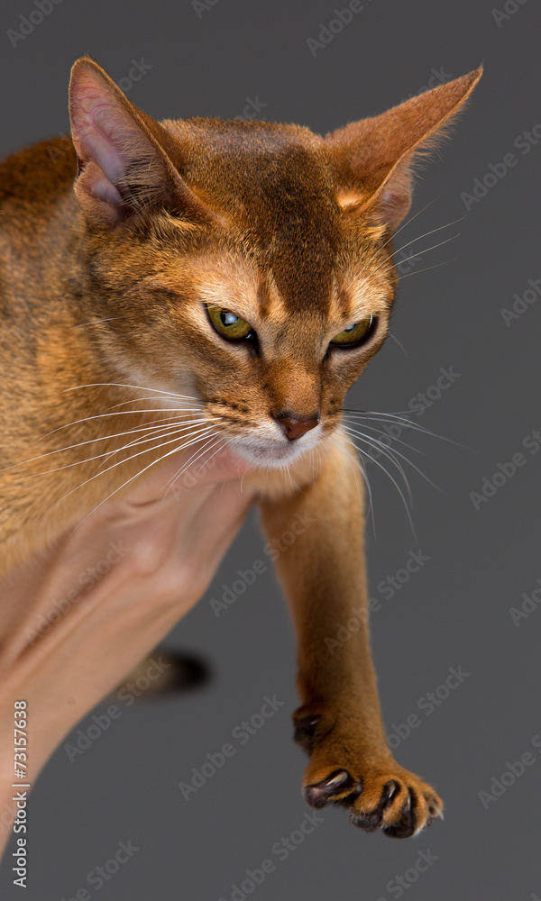 Purebred abyssinian young cat portrait Purebred abyssinian young cat portrait