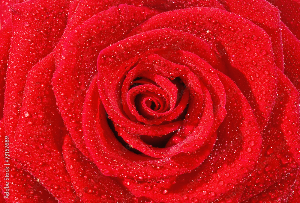 rose rose