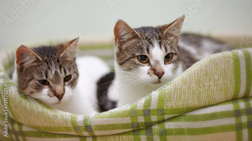 Fototapeta Naklejka Na Ścianę i Meble -  Portrait of two cats.