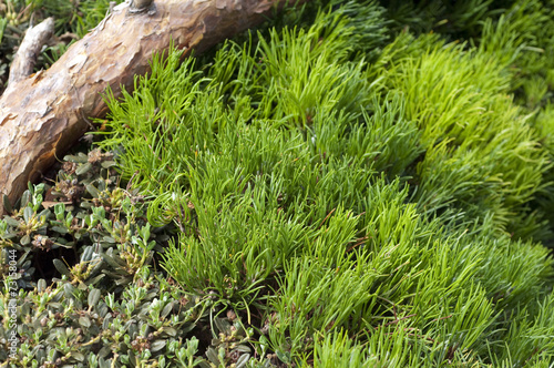 Zwerg-Kiefer, Pinus mugo, Grabbepflanzung;