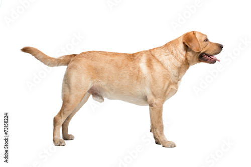 Labrador on white background in studio