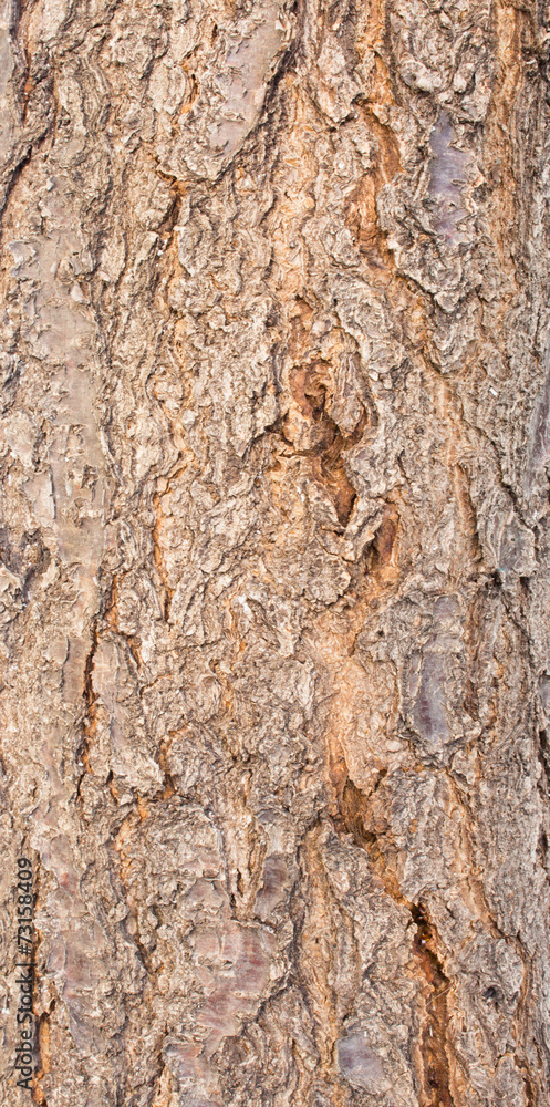 The bark of buckthorn The bark of buckthorn