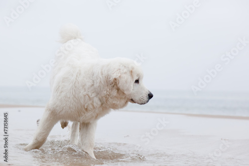 Cute white dog playing on the beach. Polish Tatra Sheepdog