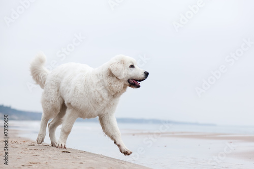 Cute white dog walking on the beach. Polish Tatra Sheepdog