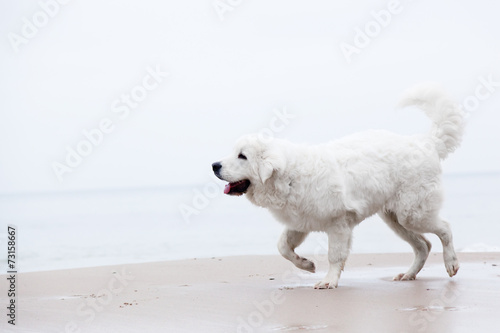 Cute white dog walking on the beach. Polish Tatra Sheepdog © Photocreo Bednarek