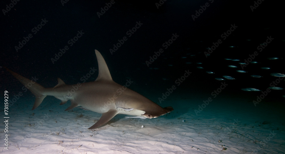 Obraz premium Great hammerhead in the night