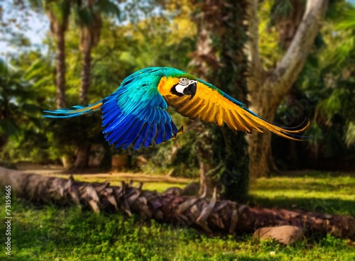 Colourful flying parrot in tropical landscape