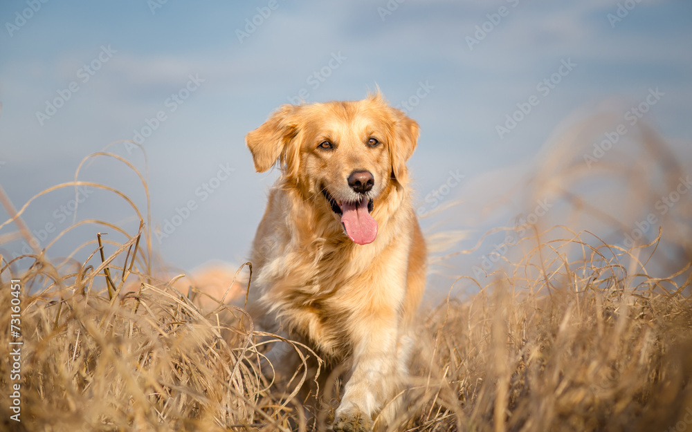 Golden retriever dog running outdoor - obrazy, fototapety, plakaty 