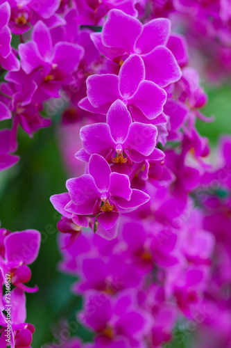 Beautiful pink orchids with bokeh