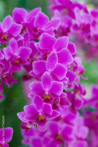 Orchids in the garden (Phalaenopsis Hybrid)