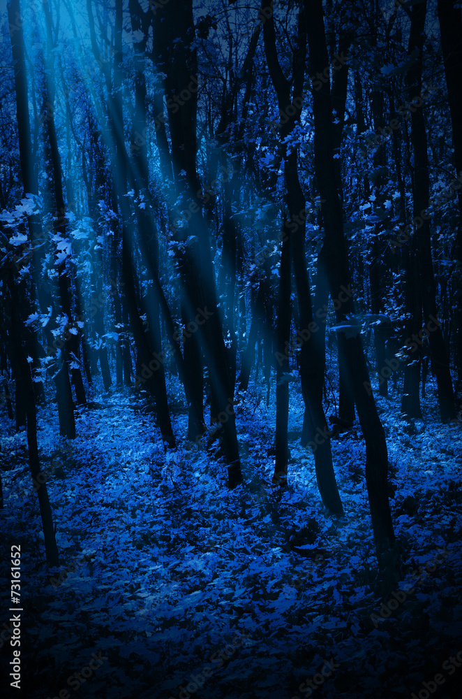 Fototapeta premium Night forest