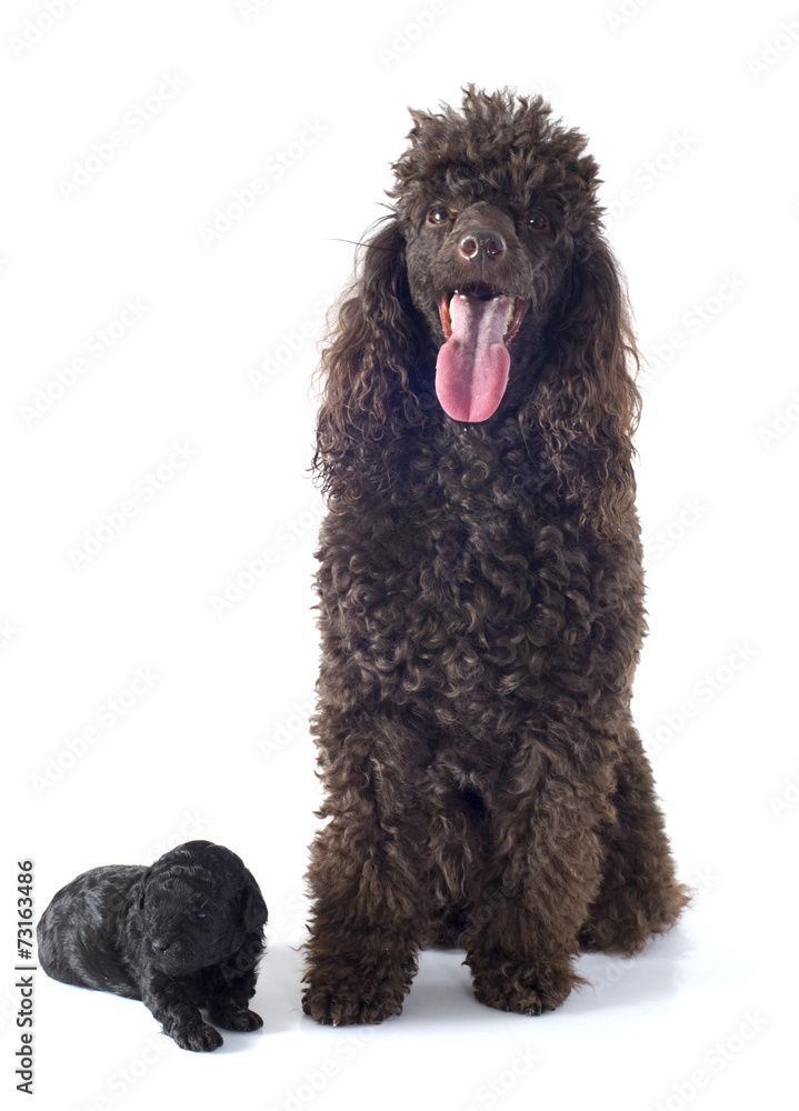 puppy poodle and adult puppy poodle and adult
