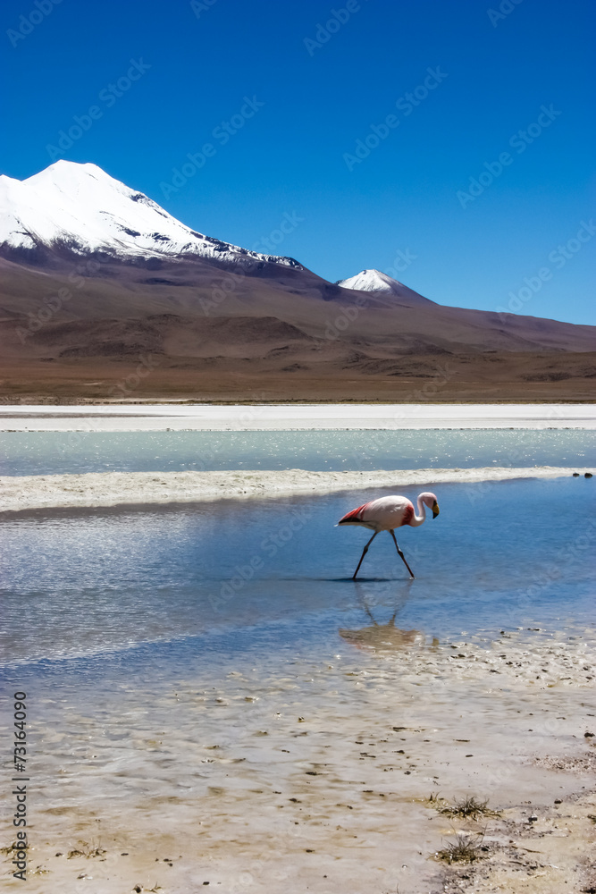 Flamingo In Bolivia