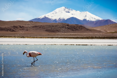 Flamingo In Bolivia photo
